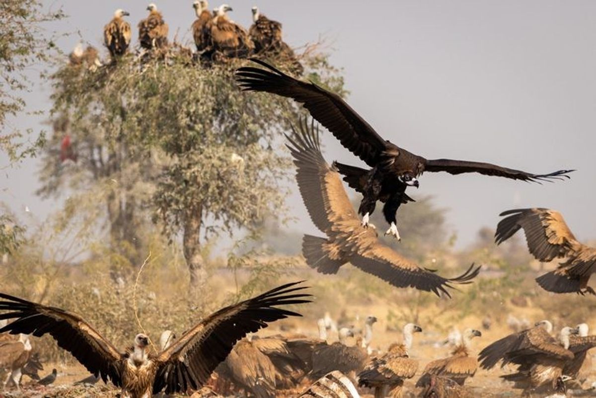A decline in India’s vulture population might be causing 100,000 human deaths per year