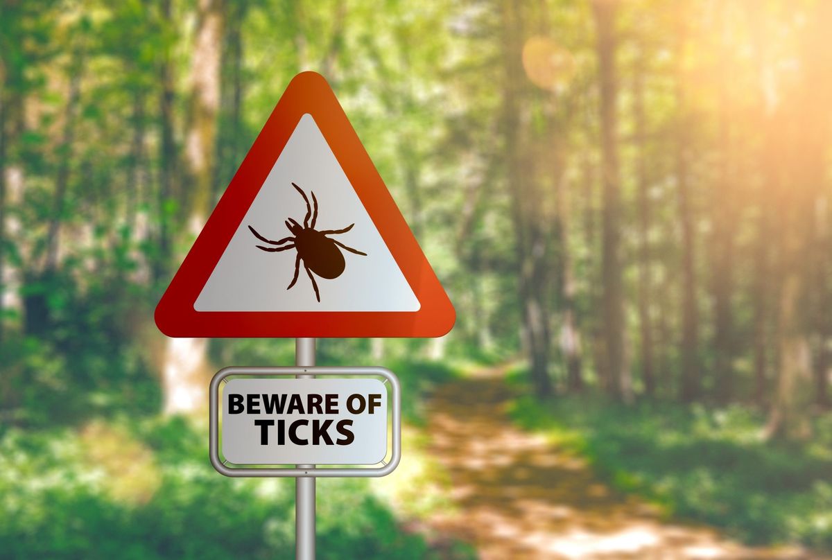 Lyme Disease: Everything you need to know about it