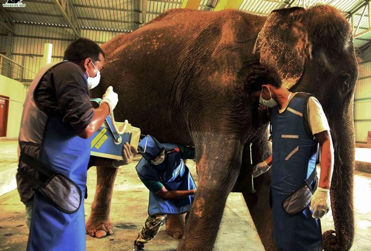 India's first Elephant Hospital provides help to a handicapped elephant
