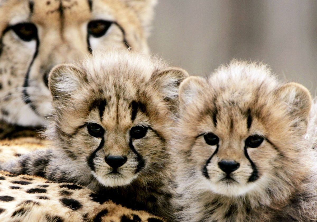 Two more cheetah cubs die at Kuno Park in India