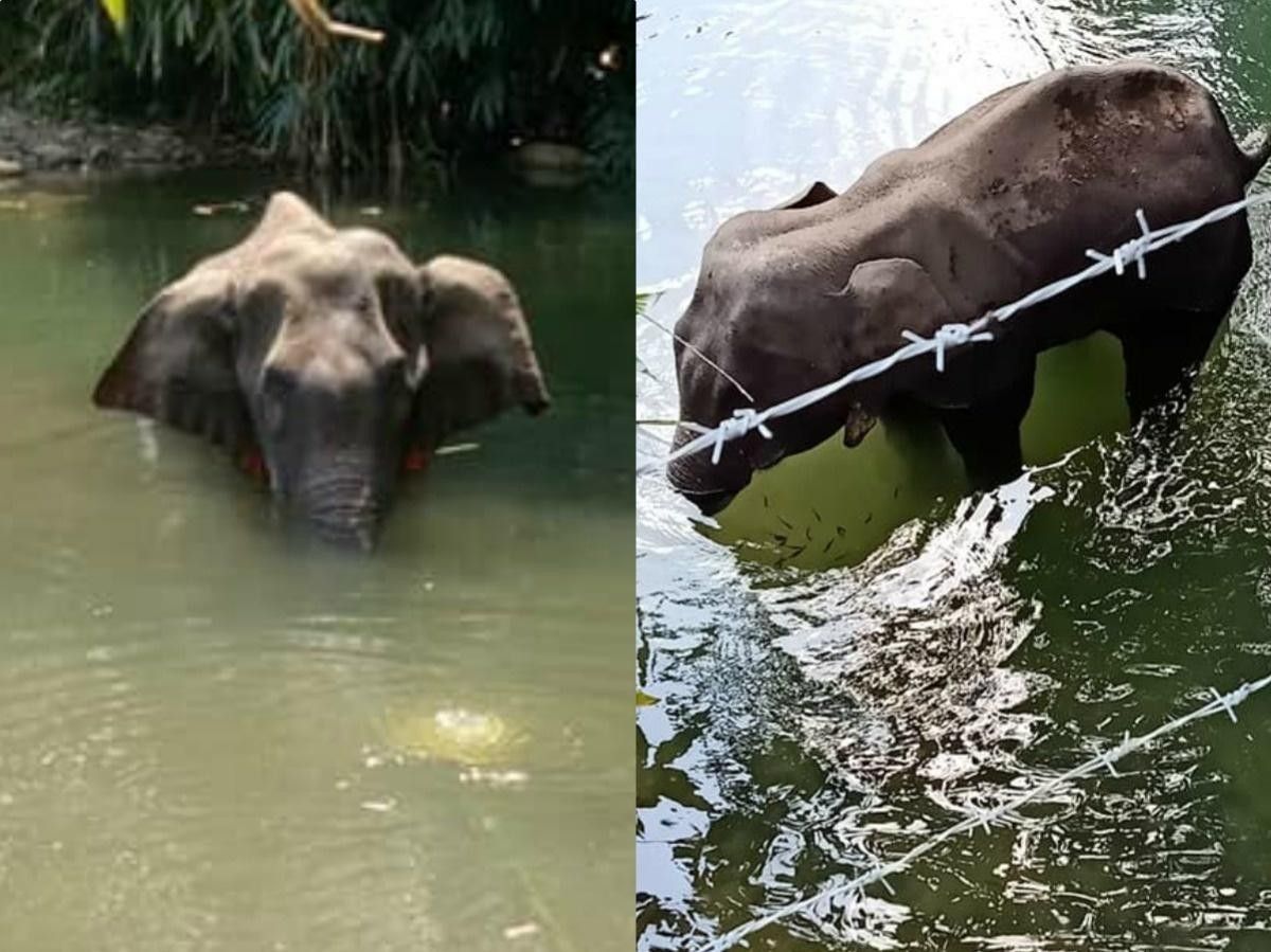 Pregnant elephant dies after being fed pineapple stuffed with crackers