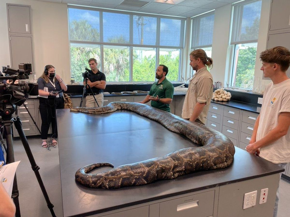 ‘Largest python ever’ captured in US’ Florida: It’s 18 feet long, weighs 215 pounds and has 122 eggs