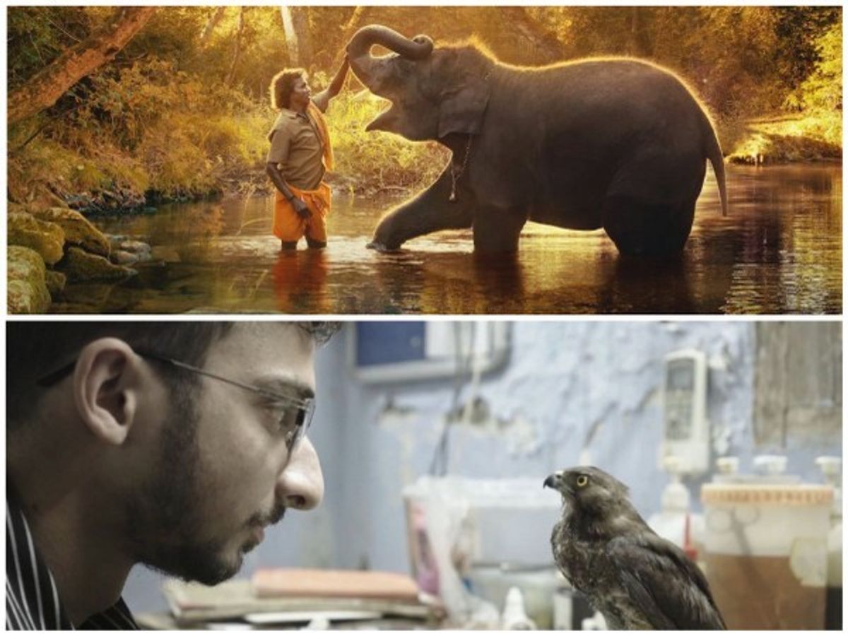 Indian documentaries All That Breathes and The Elephant Whisperers make it to Oscar nominations
