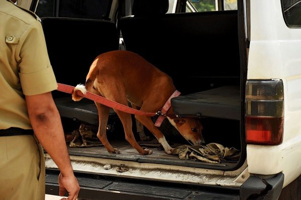 Stray Pup Emerges Top Dog In Elite Indian Sniffer Squad