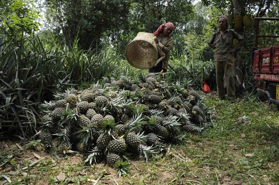 Fruit for a fruit: Tripura chief minister to send pineapples to Sheikh Hasina