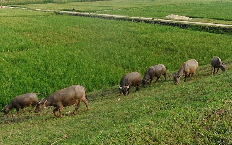 India's Buffalo Meat Exports To Fall Amid China Clampdown On Illegal Imports
