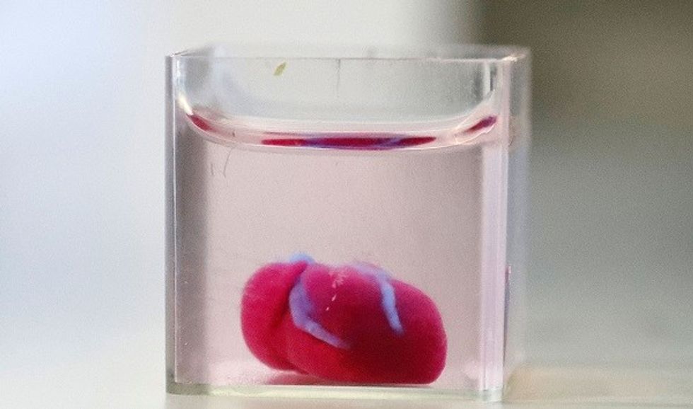 Scientists Unveil First Three Dimensional Print Of Heart With Human Tissue, Vessels