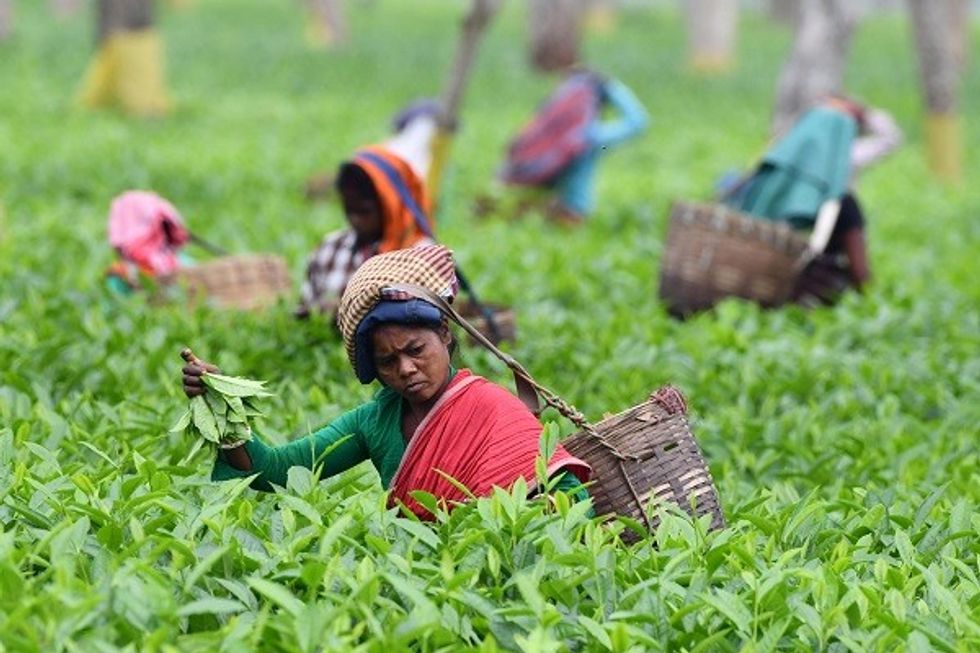 Rare Assam Tea Sold For World Record Price