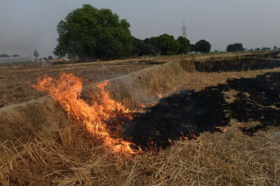 Stop Burning Fields In India To Reduce Smog And Boost Profits: Scientists