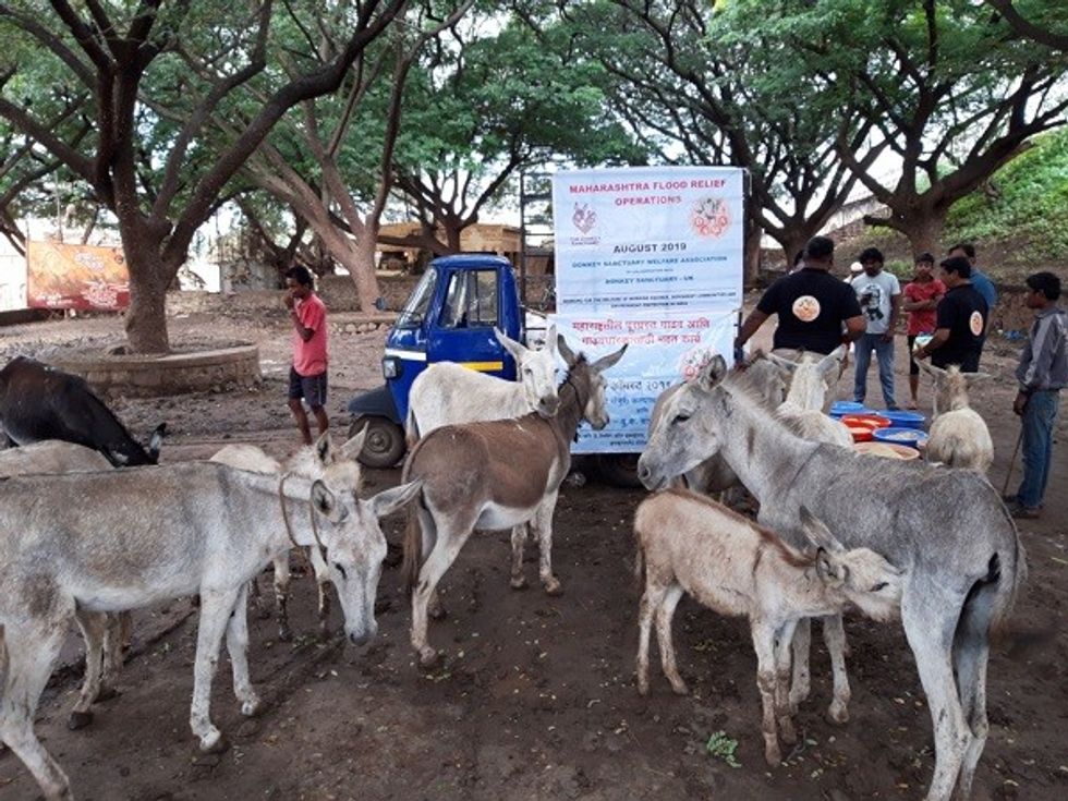 British Charity Aids Flood-Hit Donkeys In India
