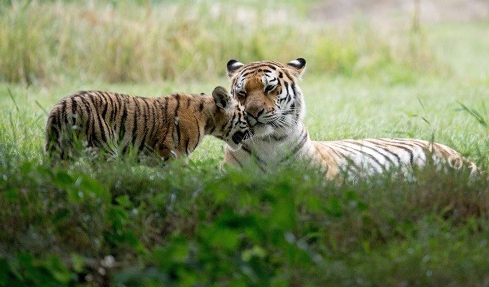India, Russia To Hold Bilateral Forum On Tiger Conservation In 2020