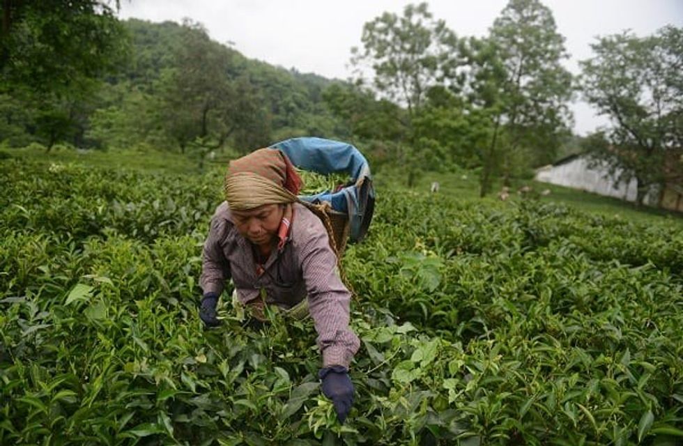 Unilever Reveals Global Tea Suppliers In Drive For Slave-Free Sourcing