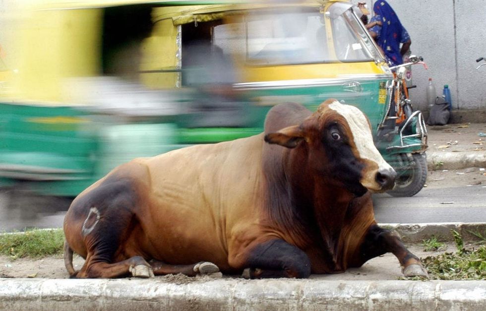 India to import sex-sorting semen tech to curb stray cattle