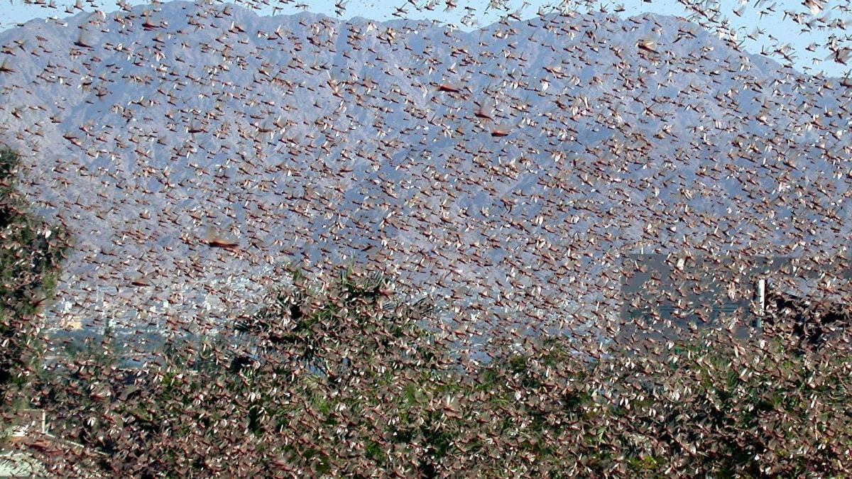 Locust menace: FAO asks India to be on high alert for next 4 weeks