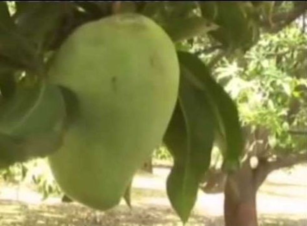 India witnesses huge demand for the 'queen of mangoes'