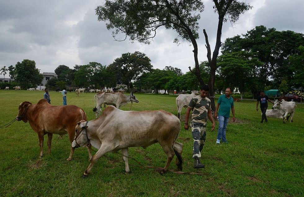Cattle smuggling to Bangladesh completely halted from south Bengal front: India