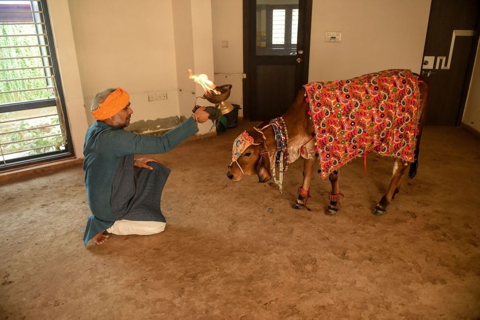 Hindu animal body rescues Wales calf with three eyes, to worship as god