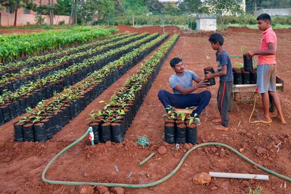 Bihar man charges saplings from students as coaching fee