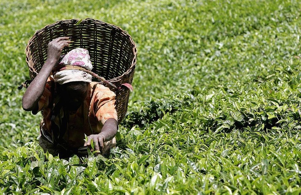 Why Kenya's tea-growing farmers are shifting to pineapple production