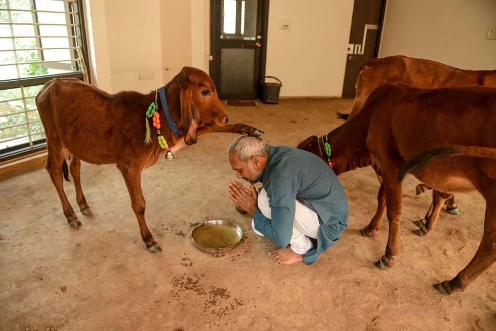 Cow should be national animal, get fundamental rights: Indian court