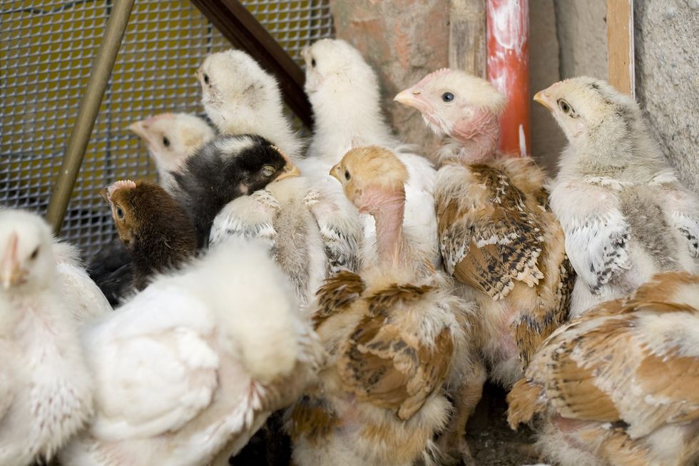 'Ear-splitting' wedding music accused of killing 63 chickens