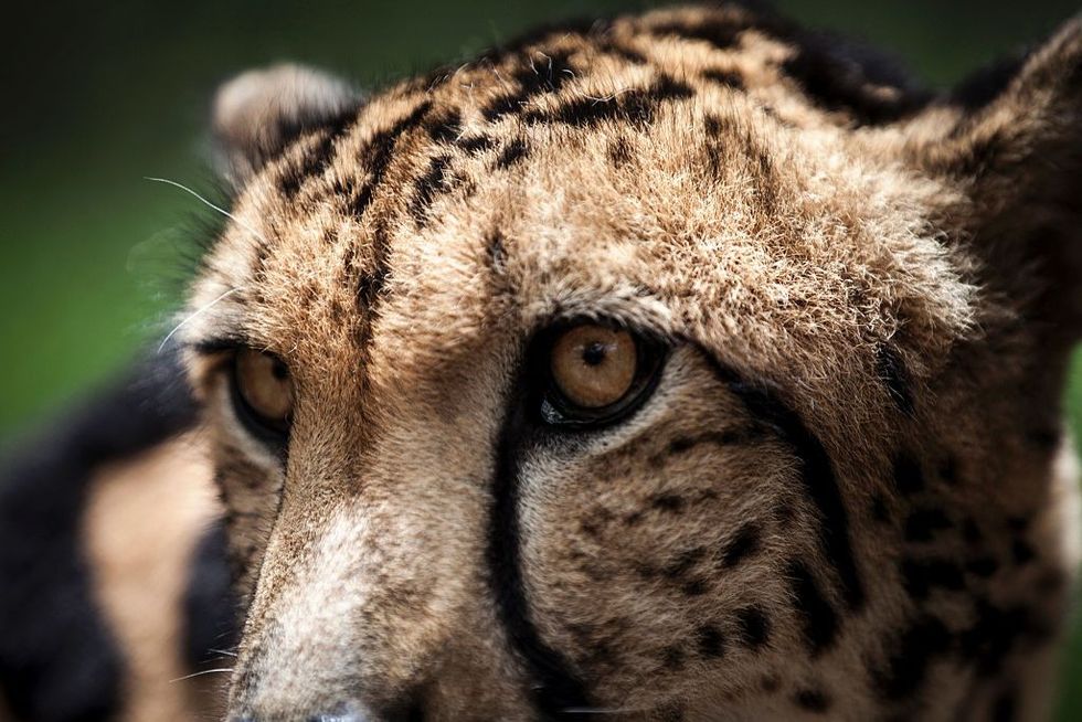 Cheetahs set to return to India, 70 years after extinction