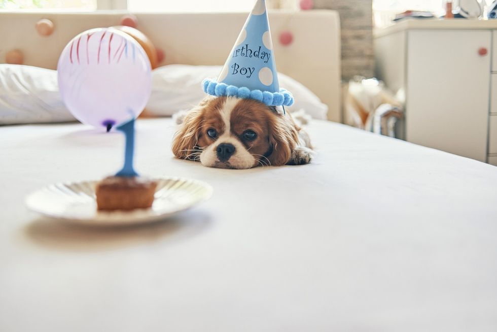 Cops raid dog birthday party flouting Covid rules, 3 arrested
