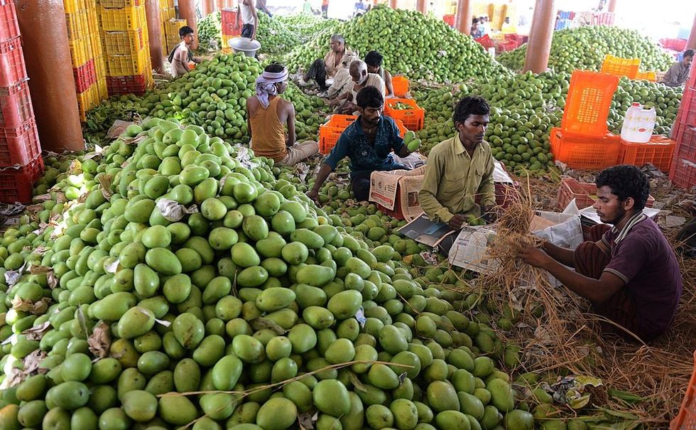 India gets US approval for exporting mangoes