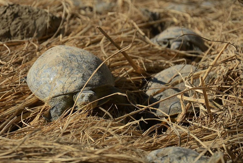 Scores of Indian turtles die in suspected poisoning near Mumbai