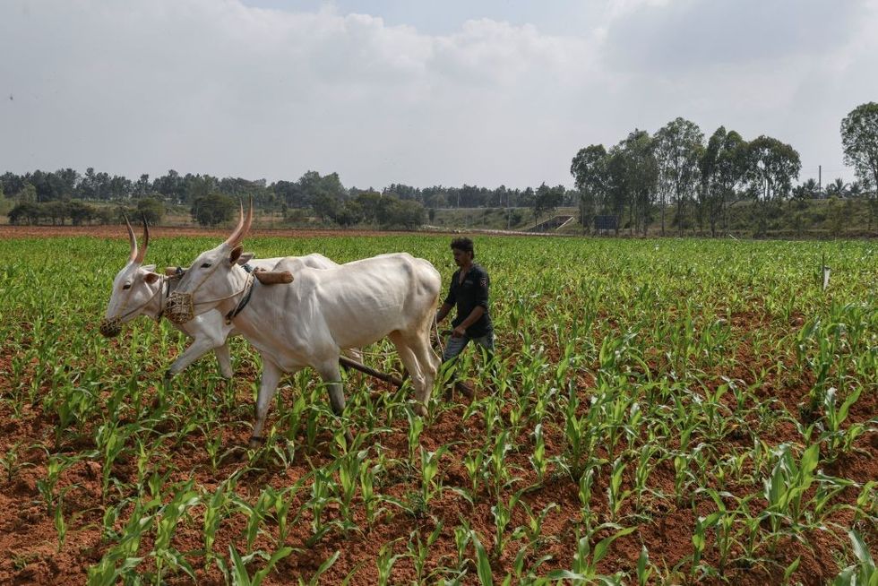 India plans over £30b for food, fertiliser subsidy