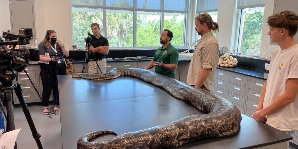 ‘Largest python ever’ captured in US’ Florida: It’s 18 feet long ...