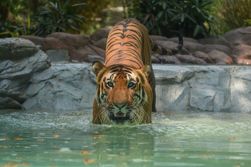 Madhya Pradesh: Woman fights tiger with bare hands to save 18-month-old son