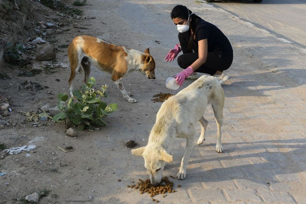 Why Indian Supreme Court has cautioned people who feed stray dogs