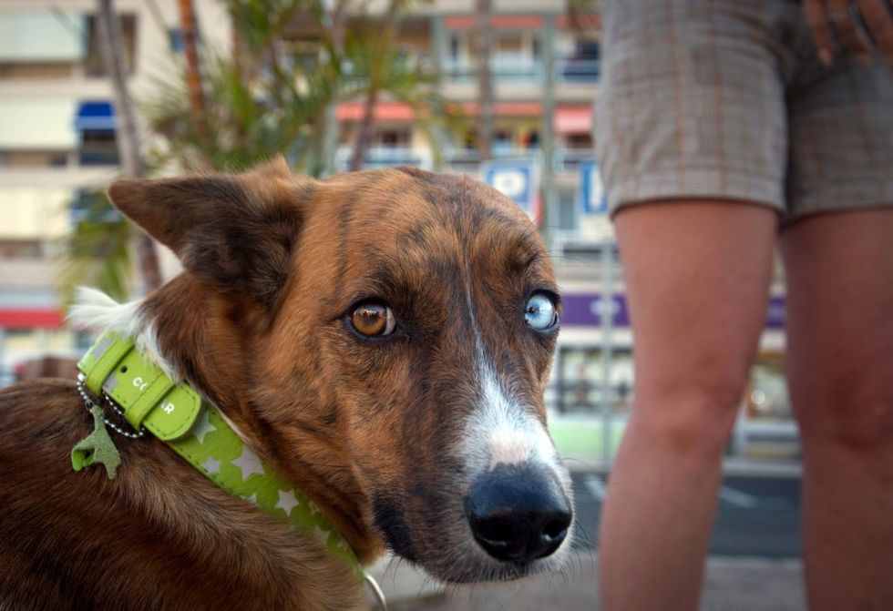 PETA India asks Modi government to crack down on 'illegal dogfights'