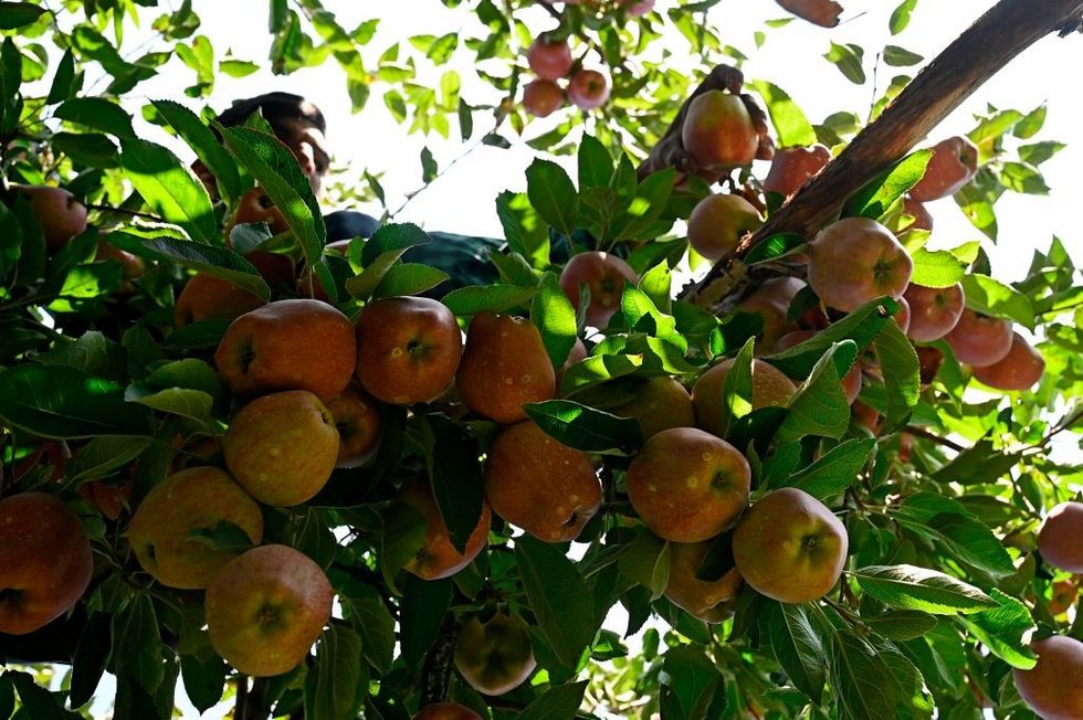 Kashmir: Highway repair work causes apples worth millions rot; growers protest