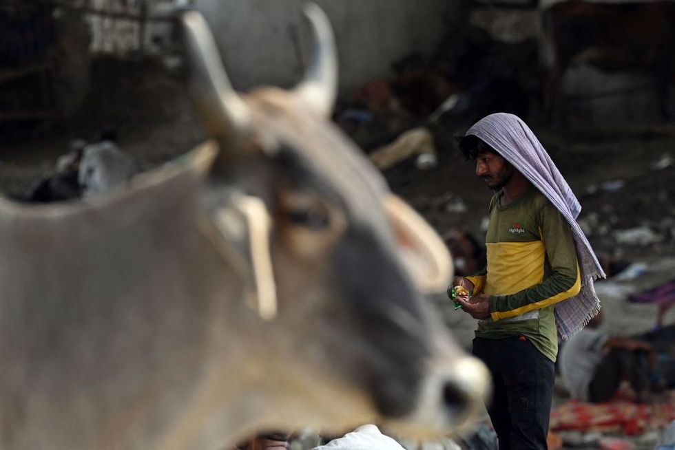 When cows, India's Hindu outfits' favourite, pose threat to Modi's BJP in Gujarat