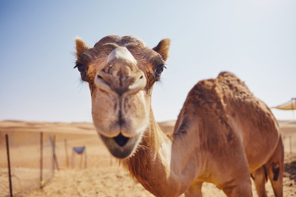 England face sleepless nights ahead of Qatar World Cup. Reason? Grunting camels