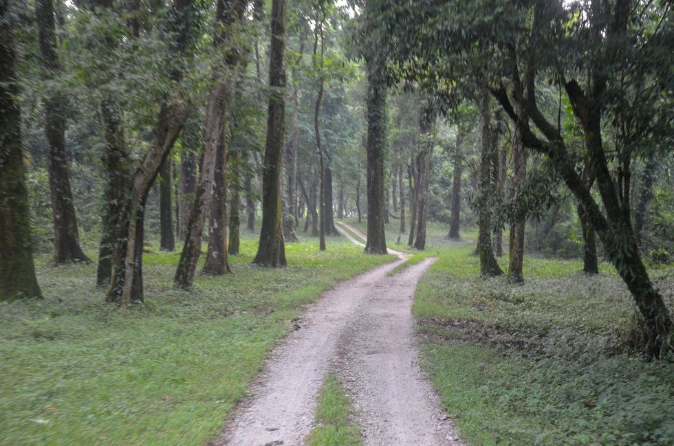 Delhi forest department allows traffic inside wildlife sanctuary for spiritual event