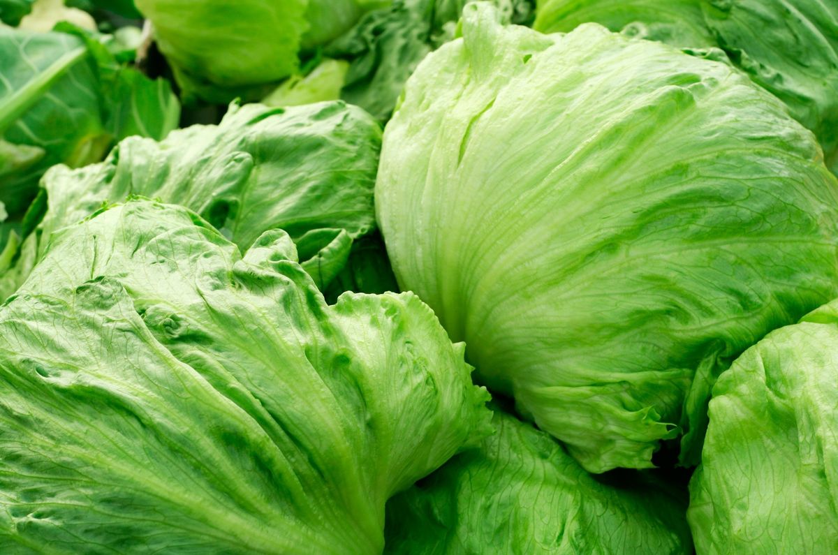 Over 250 fall sick in UK due to E. coli outbreak linked to lettuce; here’s how