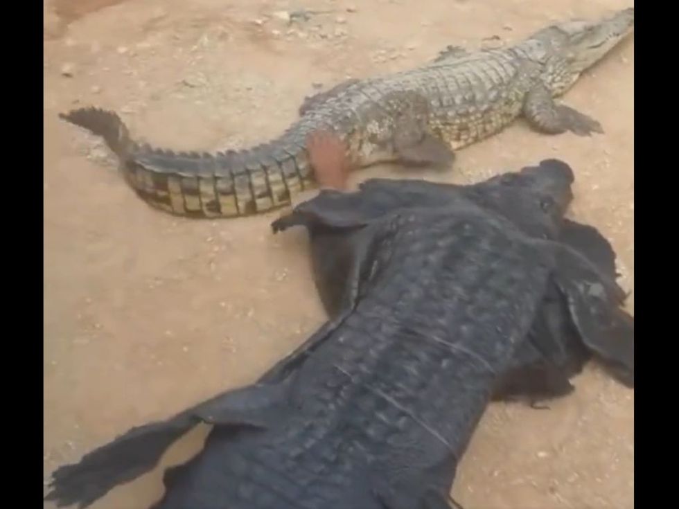 WATCH: Man in crocodile costume teases a real reptile; internet left shocked