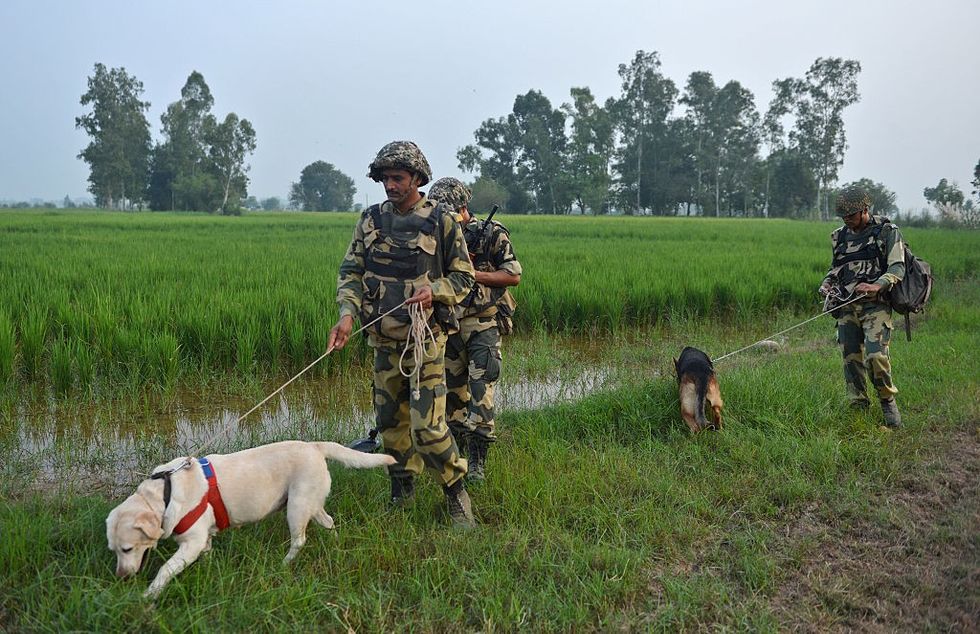Probe ordered after India's BSF on-duty sniffer dog becomes pregnant at Bangladesh border