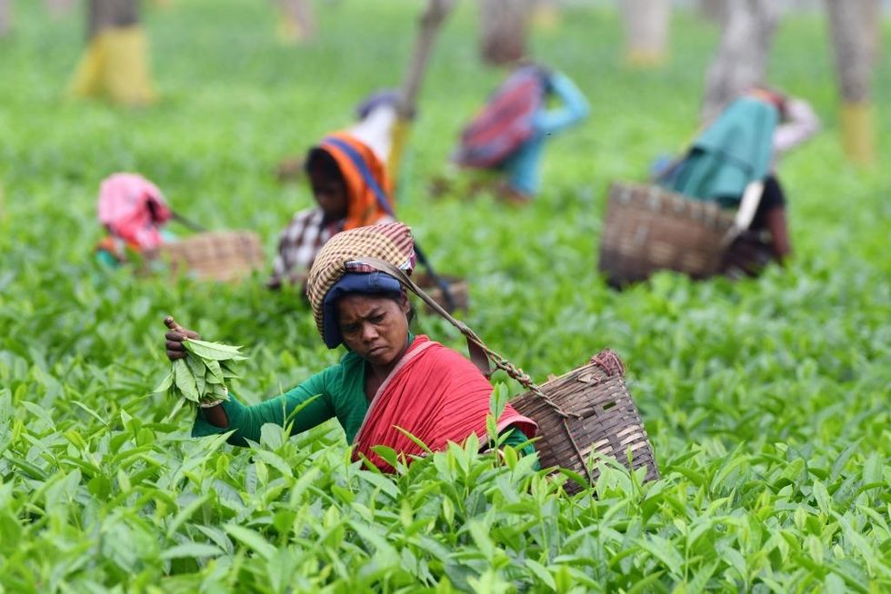 Indian tea industry faced with multiple post-pandemic challenges