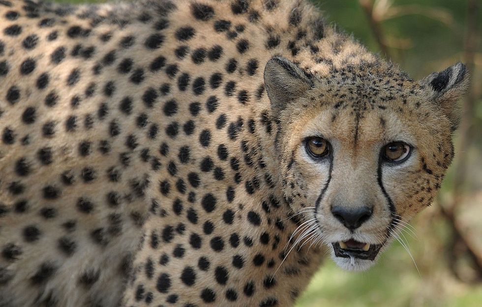 12 South African cheetahs to land in India on February 18