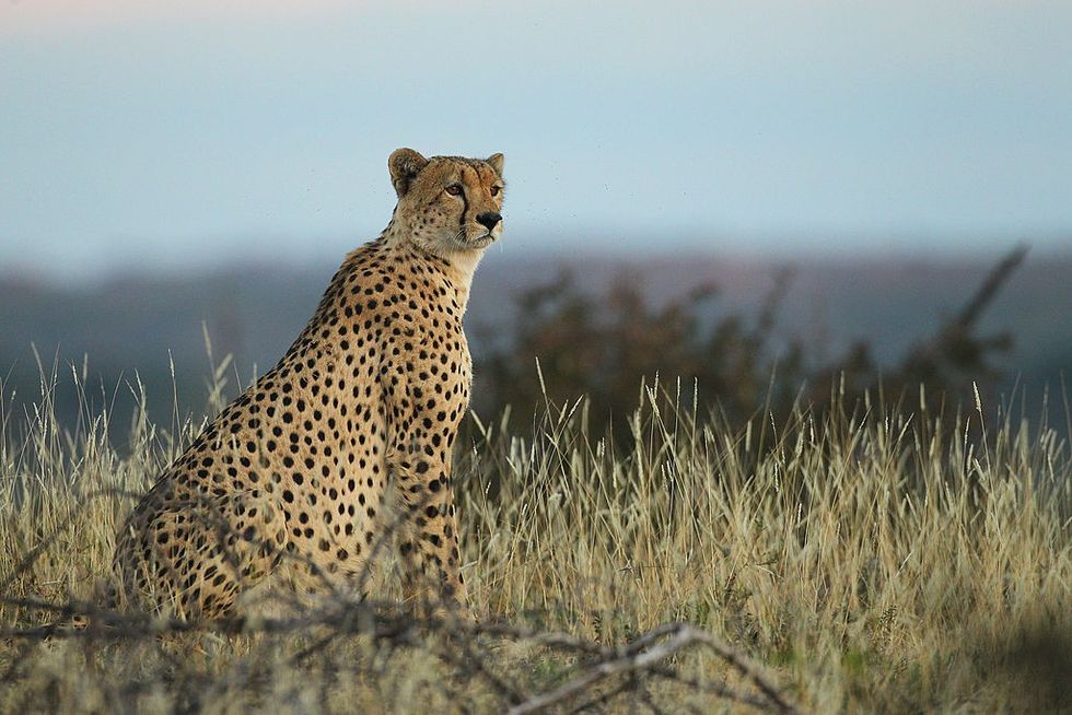 The relocation of cheetahs from S Africa to India comes 3 years after it was first mooted