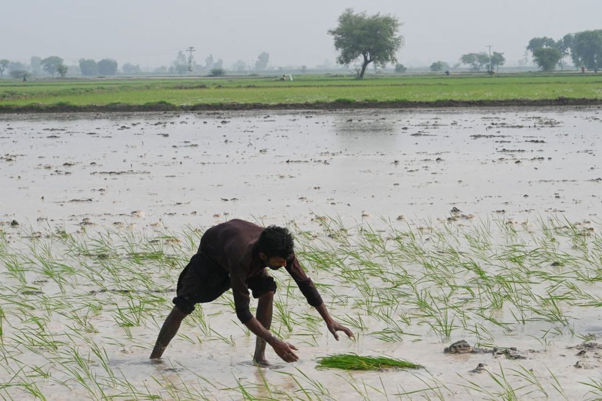 India imposes major rice export ban