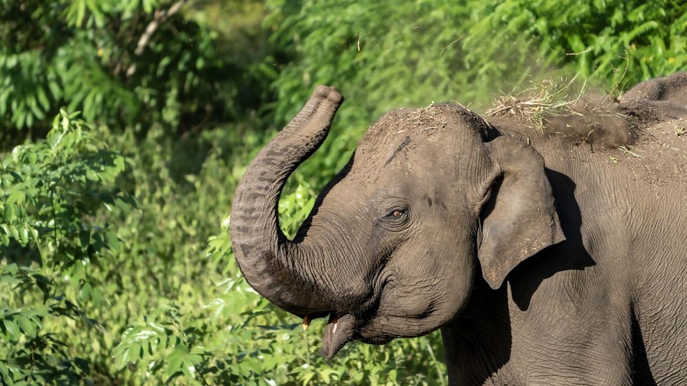 India's oldest domestic elephant Bijuli Prasad dies in Assam at 89: 'Was a symbol of pride'
