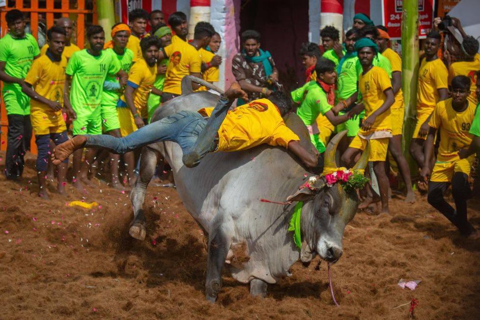 Two killed in Jallikattu, India's controversial bull-taming sport