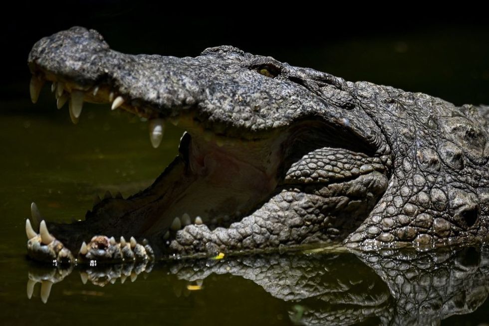 In India's Karnataka, woman throws disabled son, 6, into crocodile-filled canal