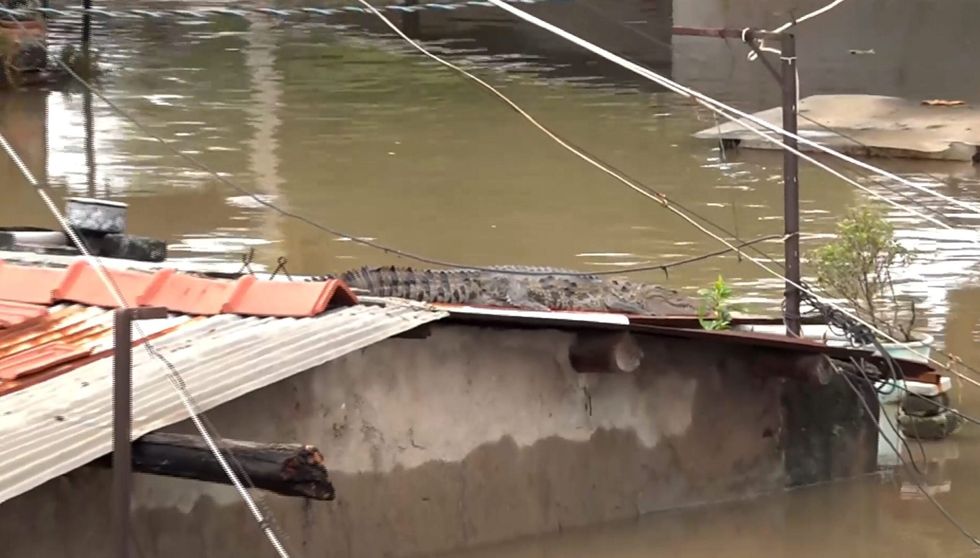 Gujarat floods: 24 crocodiles rescued in Vadodara
