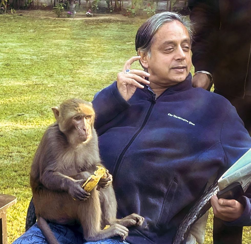Monkey hugs Shashi Tharoor, dozes off on his lap in heartwarming encounter